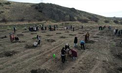 Çubuk'ta fidan dikim etkinliği yapıldı