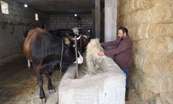 Genç veteriner 'Uzman Eller Projesi' ile büyükbaş işletmesini büyüttü