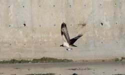 Kastamonu'da Ezine Çayı'nda avlanan balık kartalları görüntülendi