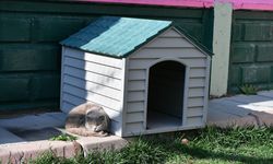 Kayseri Büyükşehir Belediyesi sokak kedilerinin ihtiyaçlarını karşılıyor