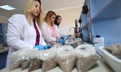 Nevşehir'de doğru toprak analiziyle kabak çekirdeği ile patatesin verim ve kalitesi arttı