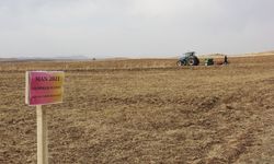 Sivas'ta geliştirilen buğday tohumları toprakla buluşturuldu