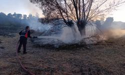 Suşehri'nde çıkan anız yangınında 200 ağaç zarar gördü