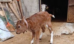 Süt alerjisine ilişkin bilimsel çalışmayla BLG üreten genleri susturulmuş buzağılar doğdu