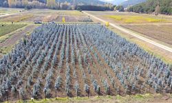 Yozgat'ta yetiştirilen fidanlar İç Anadolu Bölgesi'ni yeşertiyor