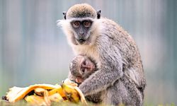 '14 Aralık Dünya Maymun Günü' Kayseri Hayvanat Bahçesi'nde muz partisiyle kutlandı