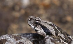 Çankırı'da ilk kez tespit edilen Osmanlı engereğinin yayılış alanı yeniden belirlendi