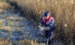 Karaman'da yaralı bulunan kızıl şahin tedavi altına alındı