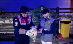 Karaman'da yaralı bulunan paçalı şahin tedavi altına alındı