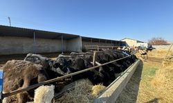 Karaman'da yaşayan genç kadın devlet desteğiyle hayvancılığa başladı