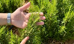 Kırşehir'de yetiştirilen 65 tür tıbbi aromatik bitkinin çiftçilere alternatif ürün olması hedefleniyor