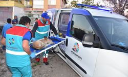 Küçük Dostlar Ambulansı, 8 yılda 10 bin 280 can kurtardı