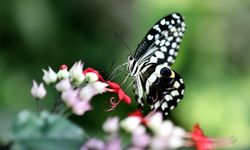Şebiarus ziyaretçileri kelebeklerin tropikal dünyasını da keşfedecek