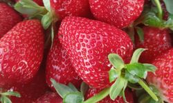 Seydişehir çileği coğrafi işaret aldı