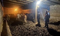 Yozgat'ta kaybolan büyükbaş hayvanlar jandarma tarafından bulundu