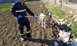 Adana'da sahipsiz köpekler ekipler tarafından toplanıyor