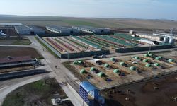 Anadolu Tarım İşletmesi, damızlık sığır yetiştiriciliğiyle de hayvancılığa katkı sunuyor