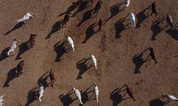 Anadolu Tarım İşletmesi'nde yetiştirilen taylardan 120'sinin bu yıl satılması planlanıyor