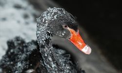 Başkentin simgelerinden Kuğulu Park'taki havuzun yüzeyi buz tuttu