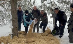 Çankırı'da yaban hayvanları için karlı kaplı alanlara yem bırakıldı