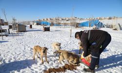 Çubuk'ta yaban hayvanları için doğaya yem bırakıldı