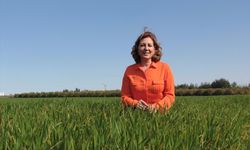 Gelecekte buğdayda su yetersizliği verimi yüzde 40'a kadar düşürebilir