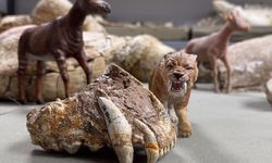 Kayseri'de bulunan dev hayvan fosillerinin minyatürleri yapılıyor