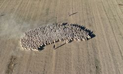 Malya Tarım İşletmesi yerli ırk koyun yetiştirerek hayvancılığa destek veriyor