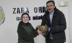 Sivas'ta soğuktan bitkin düşen kızıl şahine esnaf sahip çıktı