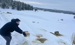 Sivas'ta yaban hayvanlar için doğaya yem bıraktı
