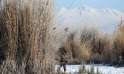Soğuk havaya rağmen Sultan Sazlığı'nda kamış hasadı yapıyorlar