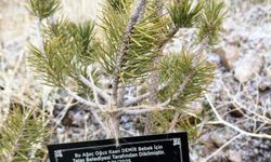 Talas'ta geçen yıl doğan bebekler adına 335 fidan toprakla buluşturuldu