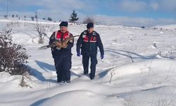 Yozgat'ta yaralı bulunan kızıl şahin tedavi altına alındı