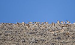 'Anadolu cerenleri' Konya'daki doğal yaşam alanlarında görüntülendi