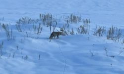 Ardahan'da kızıl tilkinin karla kaplı arazide av mesaisi