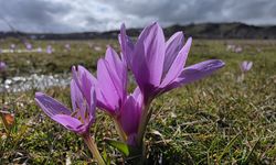 Bingöl'de baharın müjdecisi çiğdemler açtı