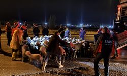 Kayseri'de taşkın riski nedeniyle 200 hayvan tahliye edildi