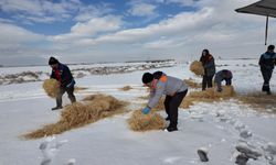 Kayseri'de yılkı atları ve sokak hayvanları için doğaya yem ve mama bırakıldı