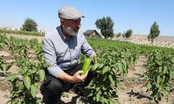 Kocasinan Belediyesi, kapya biberi tohumlarını ücretsiz dağıtacak