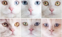 Nesli risk altındaki Ankara kedileri kendilerine özel kedi evinde korunuyor