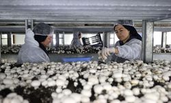 Nevşehir'de girişimci devlet desteğiyle kurduğu tesiste günde 2 ton mantar üretiyor