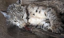 Sivas'ta arazide yaralı halde bulunan vaşak tedavi altına alındı