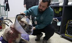 Sivas'ta Kangal köpeğine tümör ameliyatı