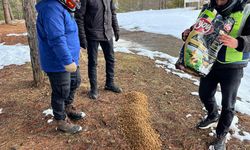 Suşehri'nde yaban hayvanları için doğaya yem bırakıldı