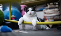 Tartıda yaklaşık 12 kiloyu gören kedi Boncuk, diyet ve pilatesle zayıflamaya çalışıyor