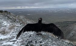 Eskişehir'de yaralı 3 şahin ve 1 kara akbaba tedavi edildi