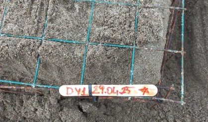 Muğla'da caretta carettalar İztuzu sahiline yumurta bırakmaya başladı