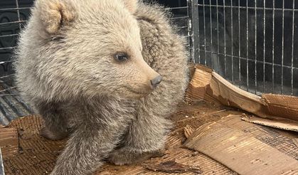 Erzurum'da bitkin bulunan ayı yavrusu koruma altına alındı