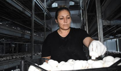 Devlet desteğiyle kurduğu tesiste ayda ortalama 15 ton mantar üretiyor