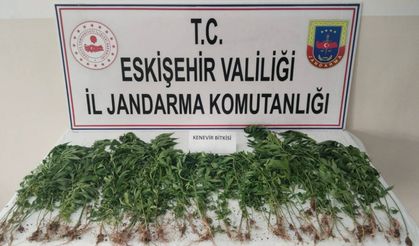 Eskişehir'de 120 kök Hint keneviri ele geçirildi